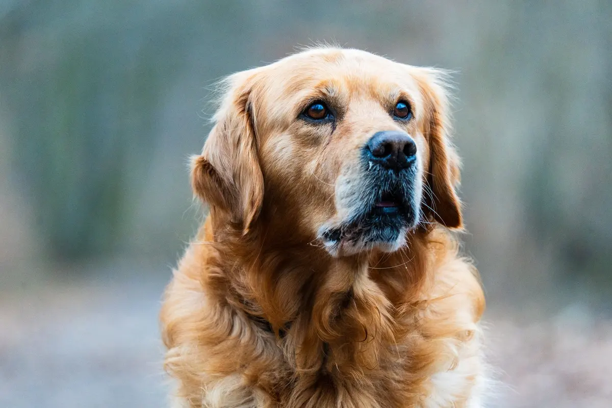 An 11-year-old Golden Retriever with a white face