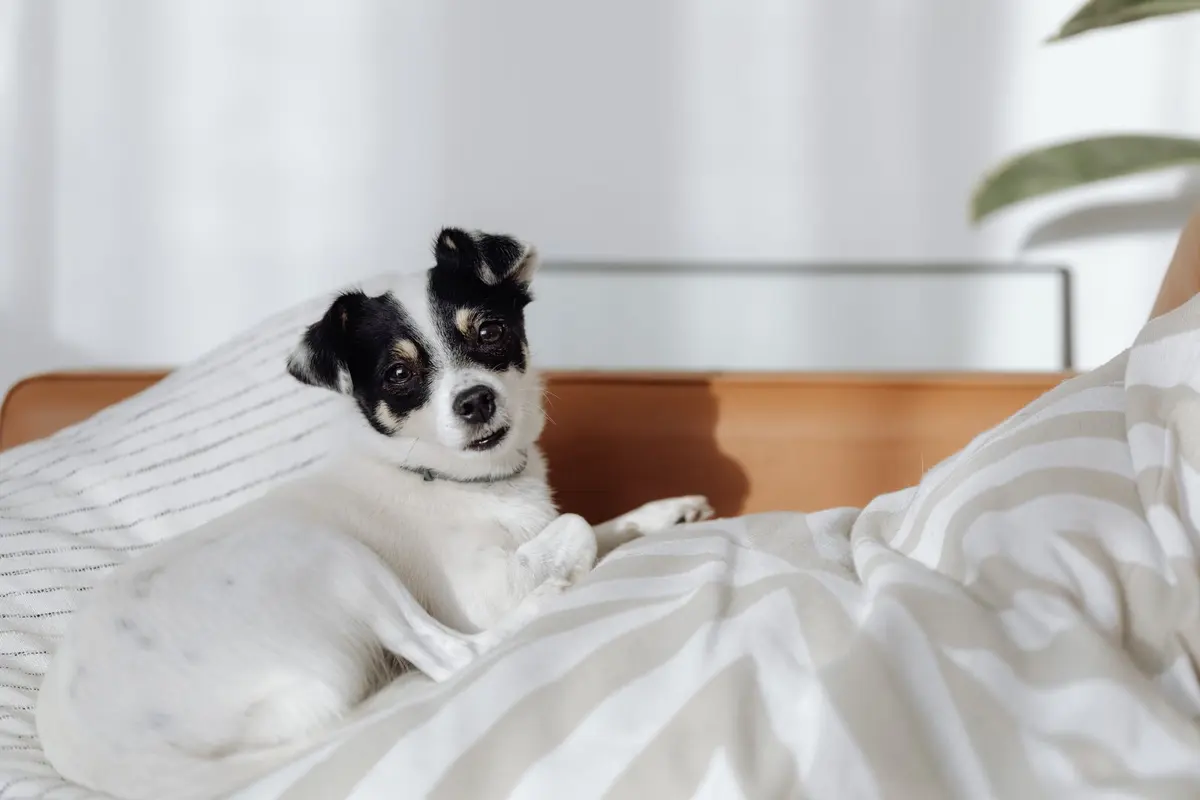 A 12-year-old dog lying on a soft bed