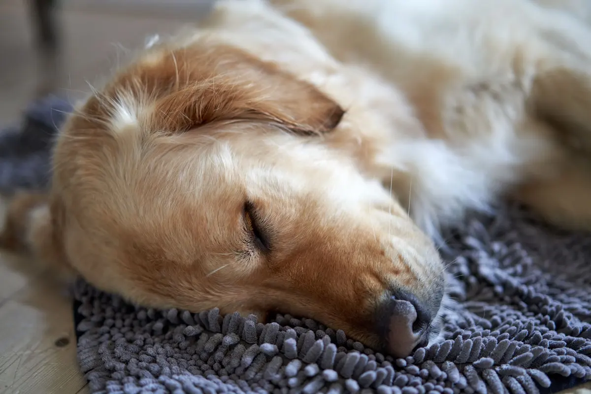 A 14-year-old dog sleeping peacefully