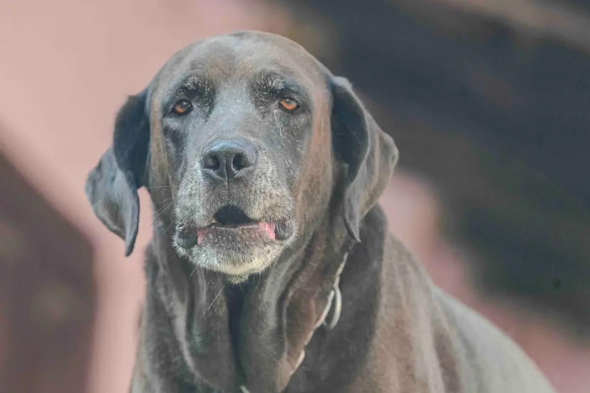A 15-year-old dog with a fully white face