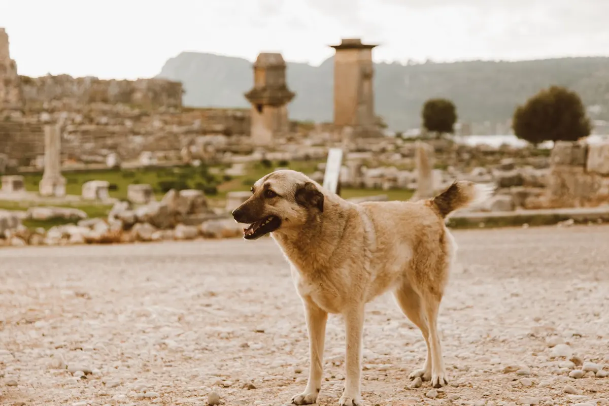 A 19-year-old dog, a rare age for any breed