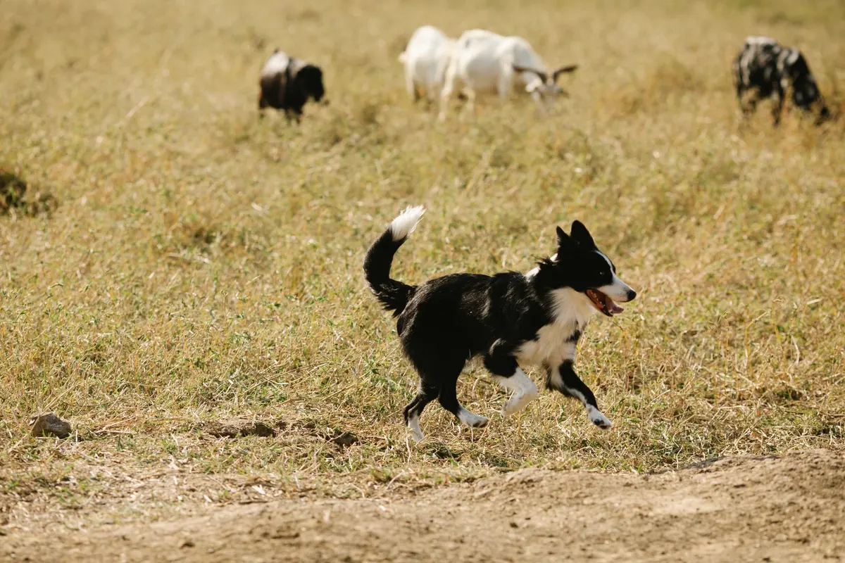 An energetic 2-year-old dog in full stride