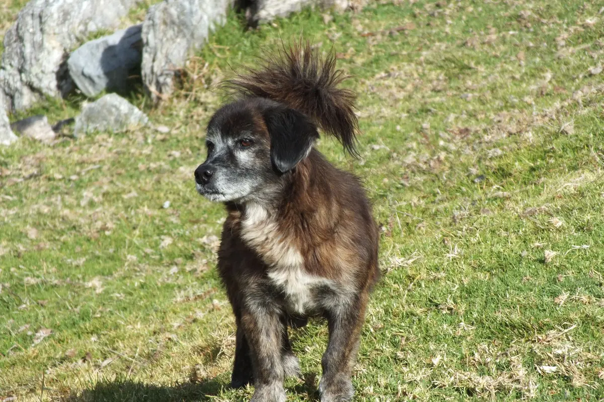 A 20-year-old dog, an age only a few dogs ever reach