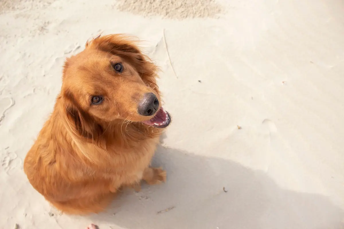 A 4-year-old Golden Retriever sitting in a garden