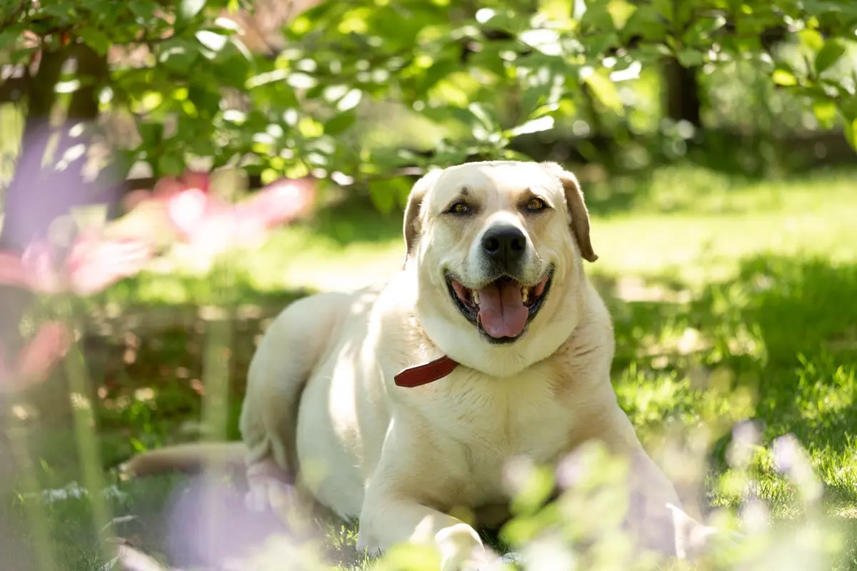 A 5-year-old Labrador smiling at the camera