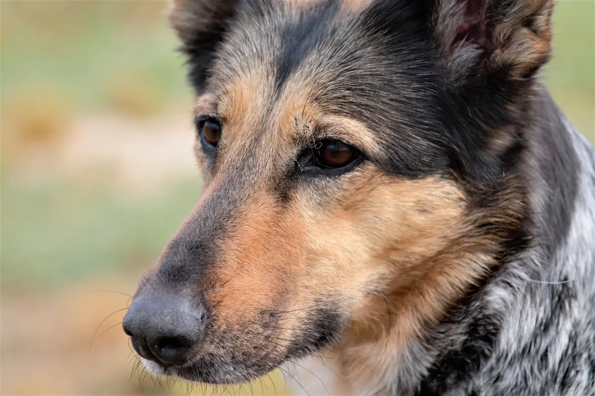 A 6-year-old German Shepherd standing alert
