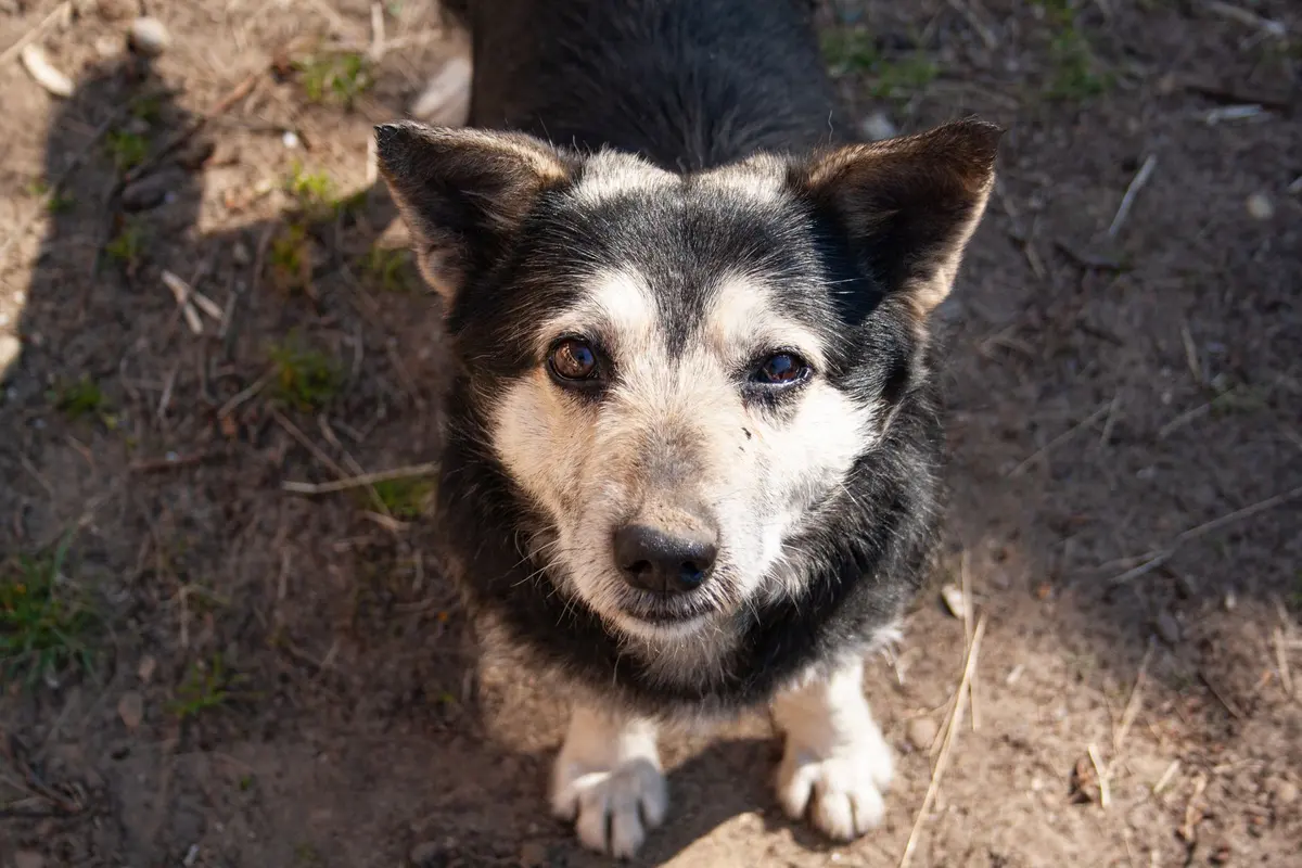An 8-year-old dog with the first grey hairs on its muzzle