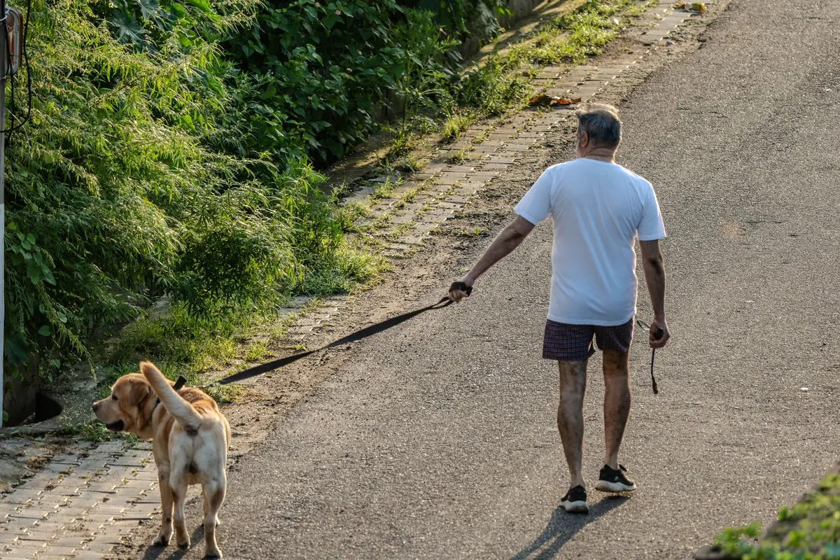 A 9-year-old dog on a slow walk