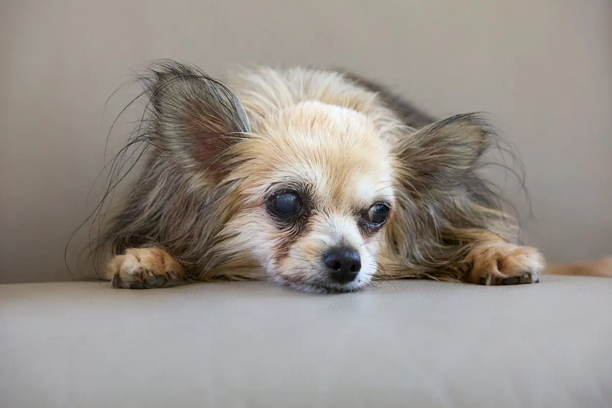 An older dog with slightly cloudy eyes
