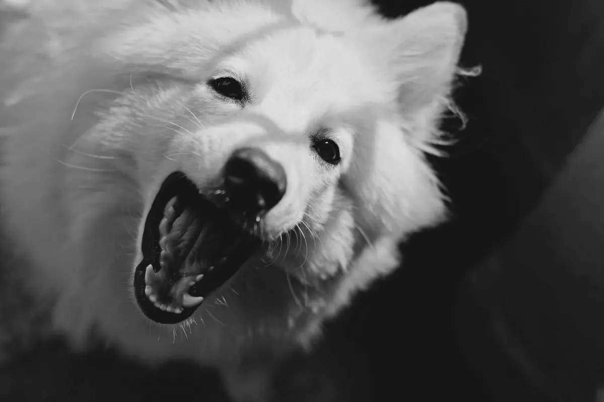 Close-up of a dog's teeth showing tartar used to estimate how old the dog is