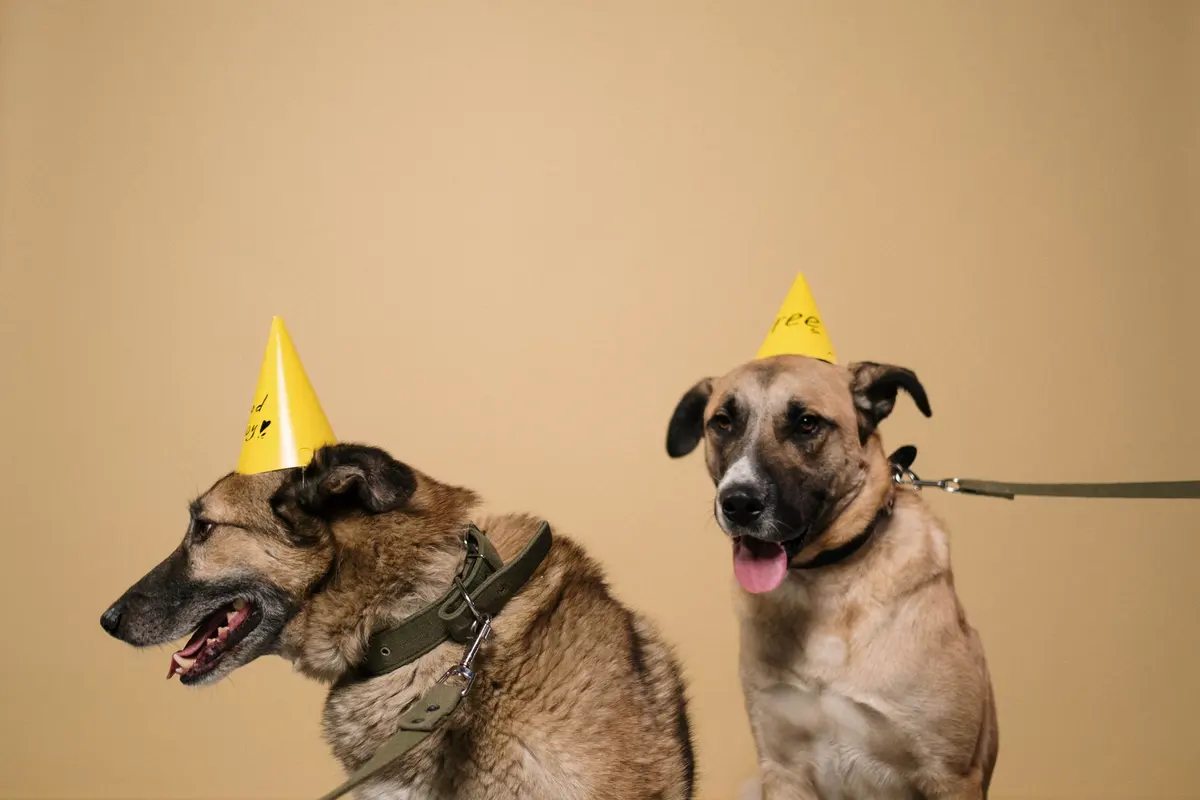 A dog wearing a party hat next to a birthday cake