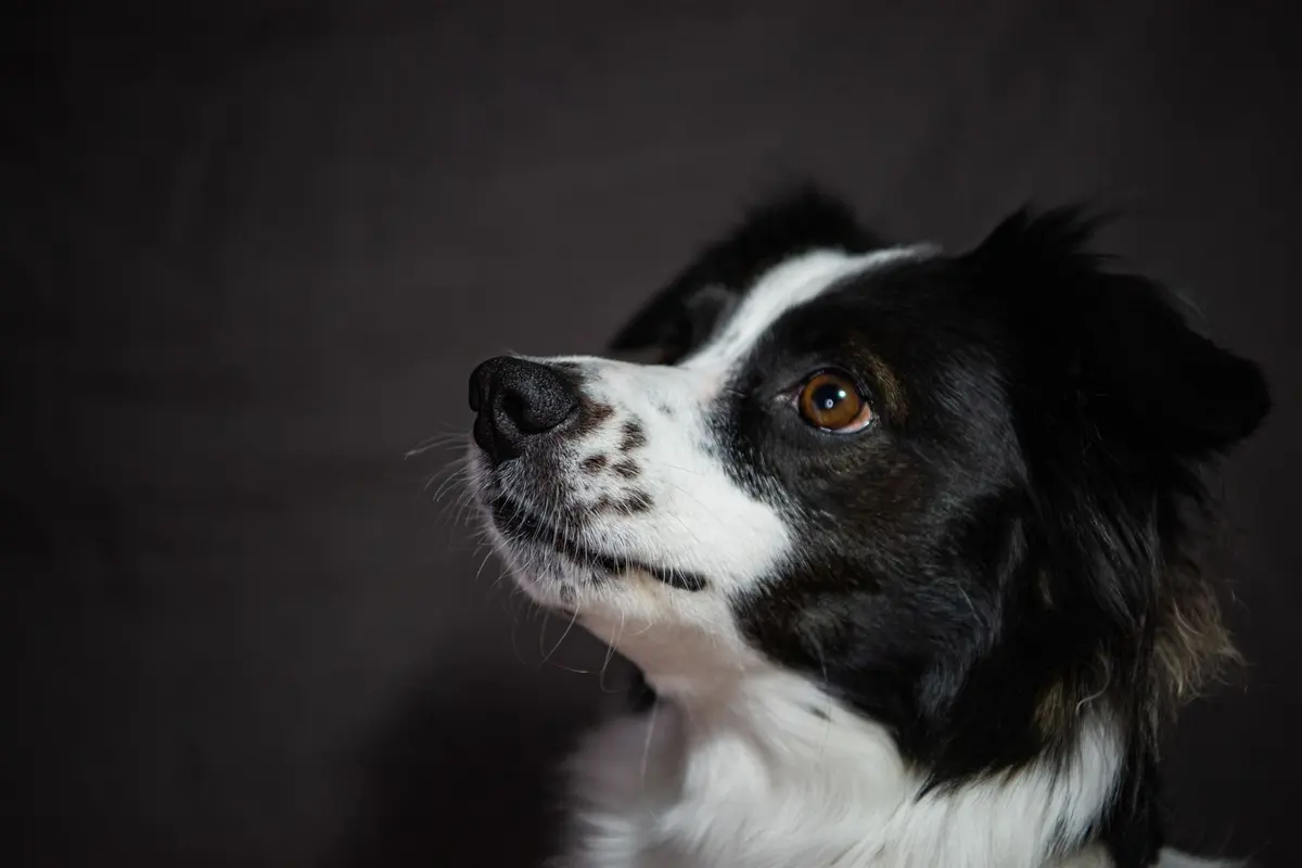 A border collie tilting its head