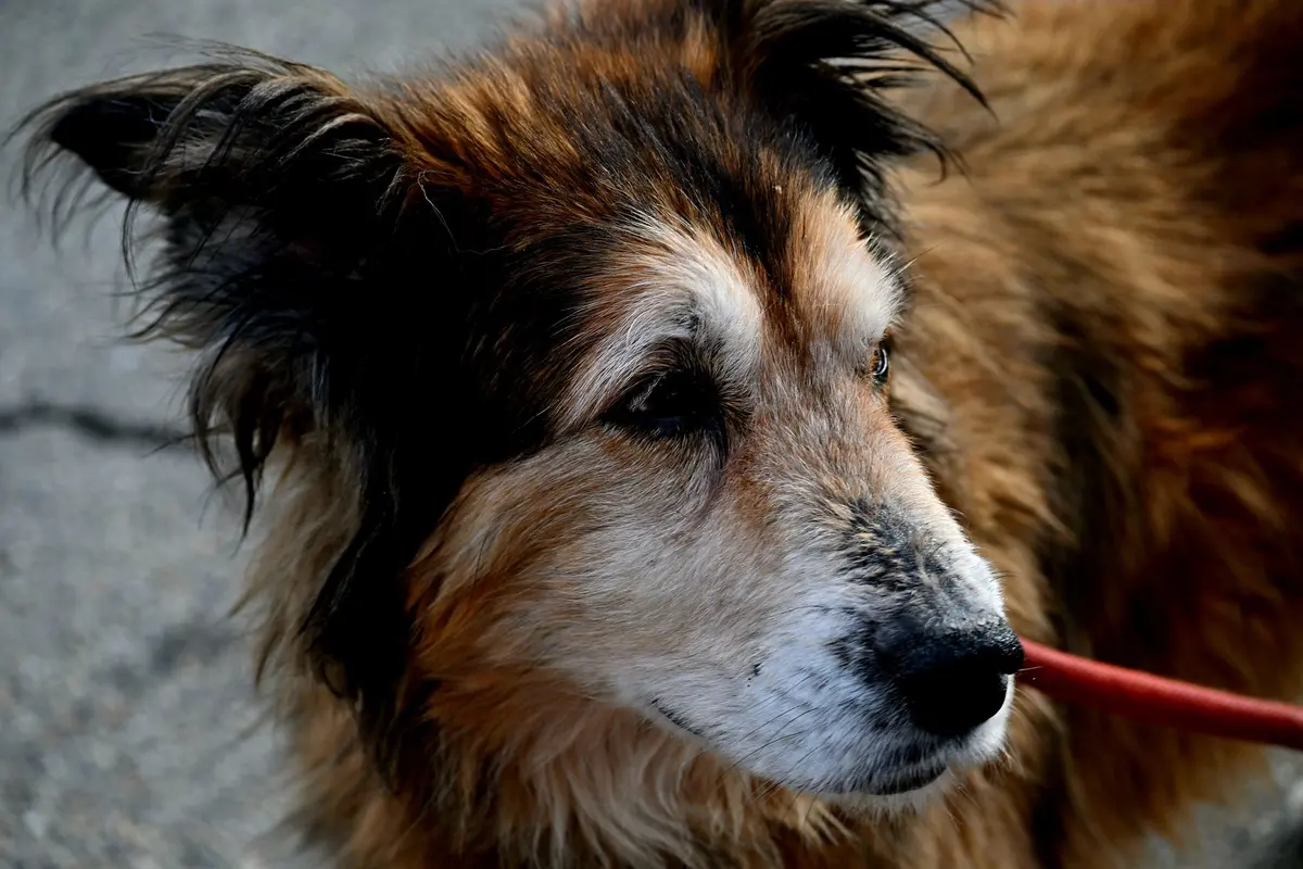 A senior dog with a grey muzzle looking at the camera