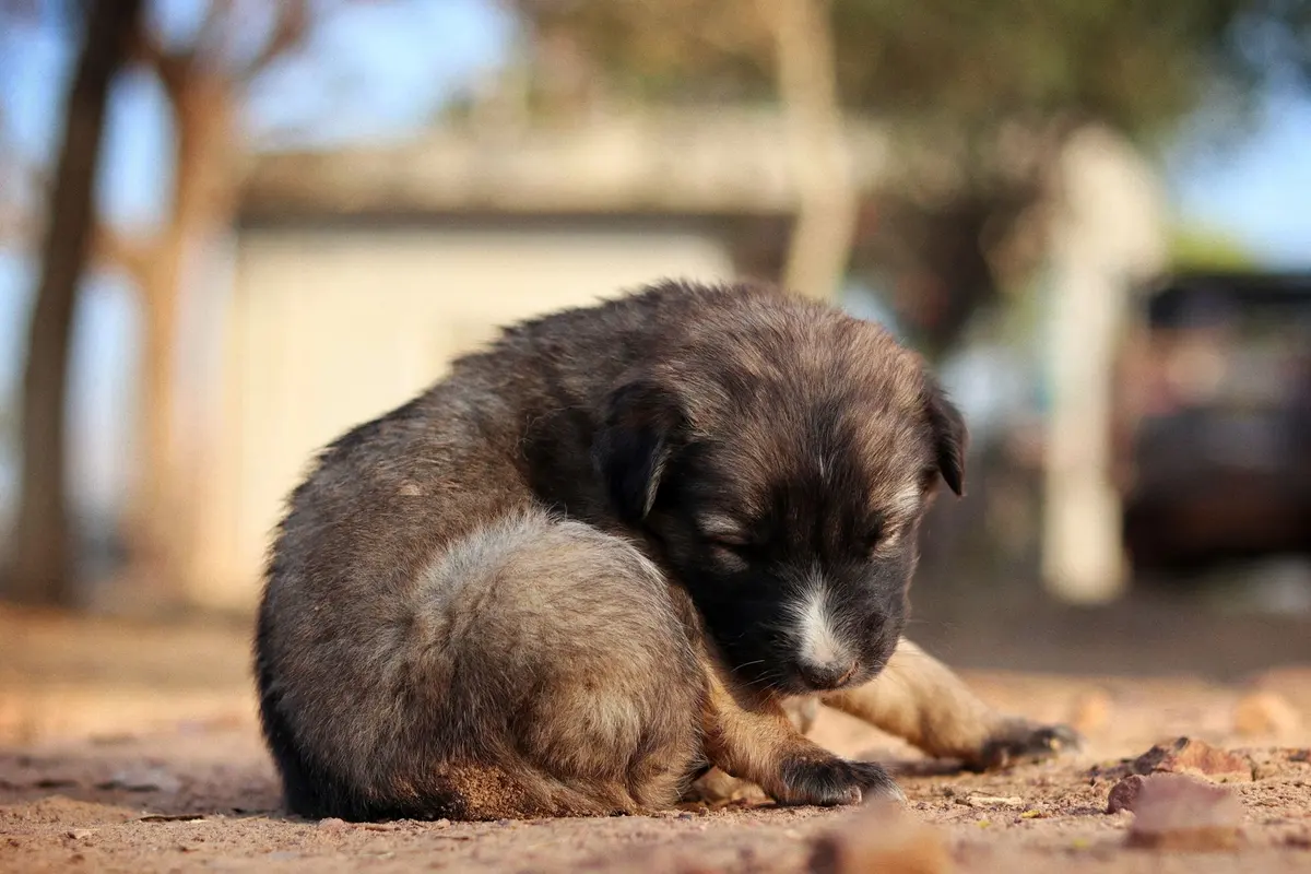 An 8-week-old puppy at adoption age