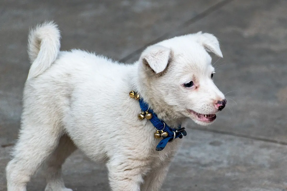 A 4-month-old puppy losing its baby teeth