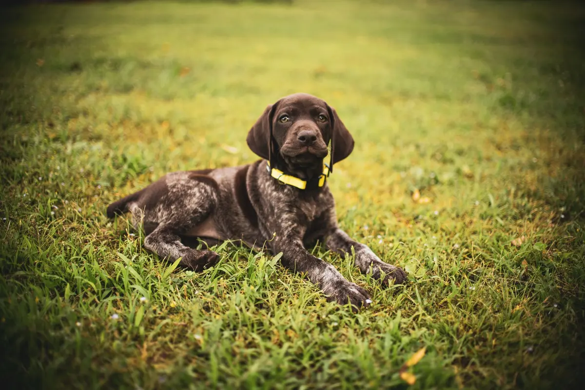 An 8-month-old adolescent dog