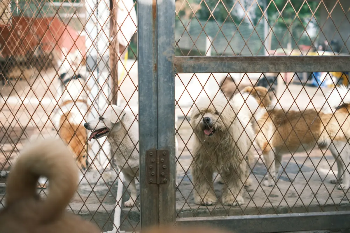 A rescue dog looking through a shelter kennel