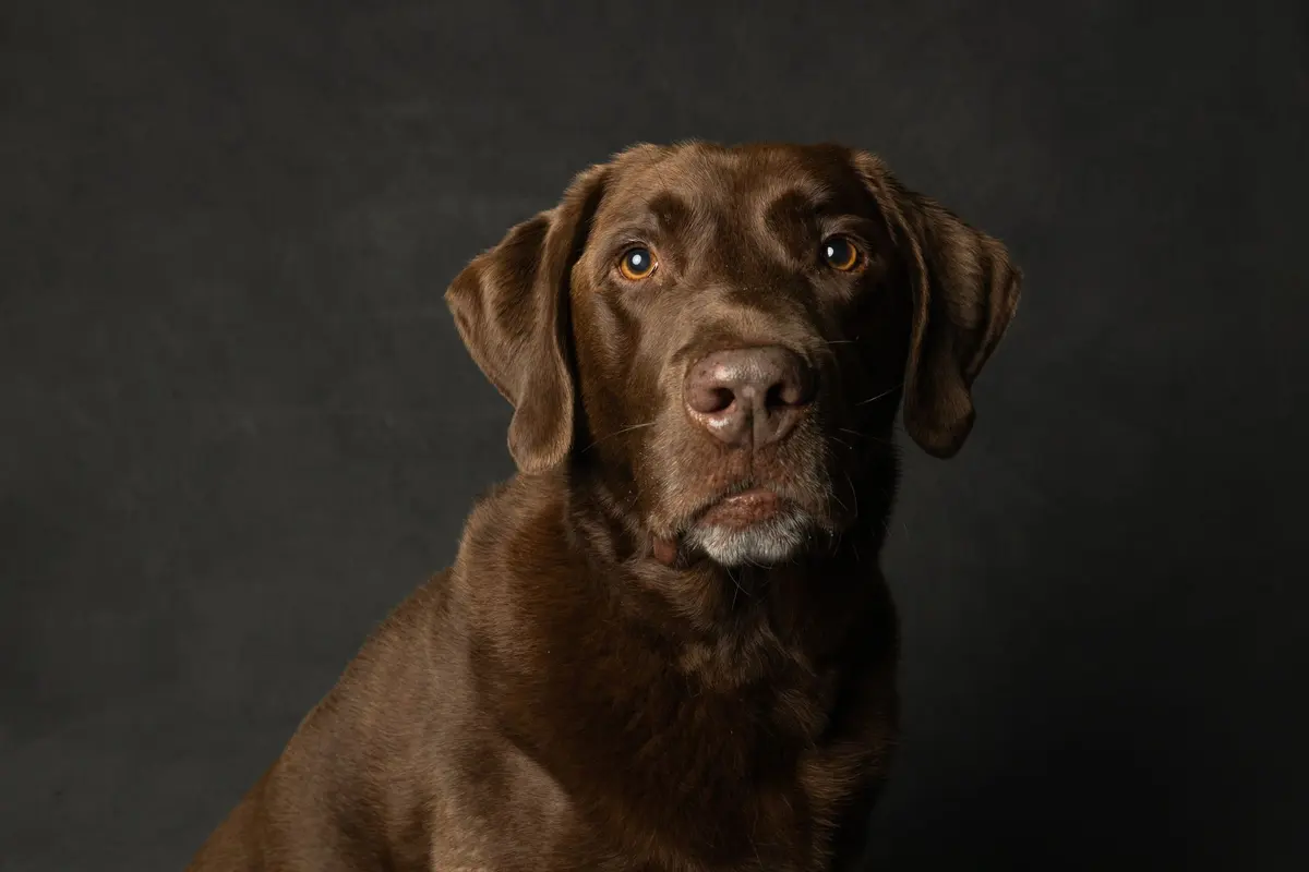A Labrador retriever, the breed the UCSD epigenetic study was based on