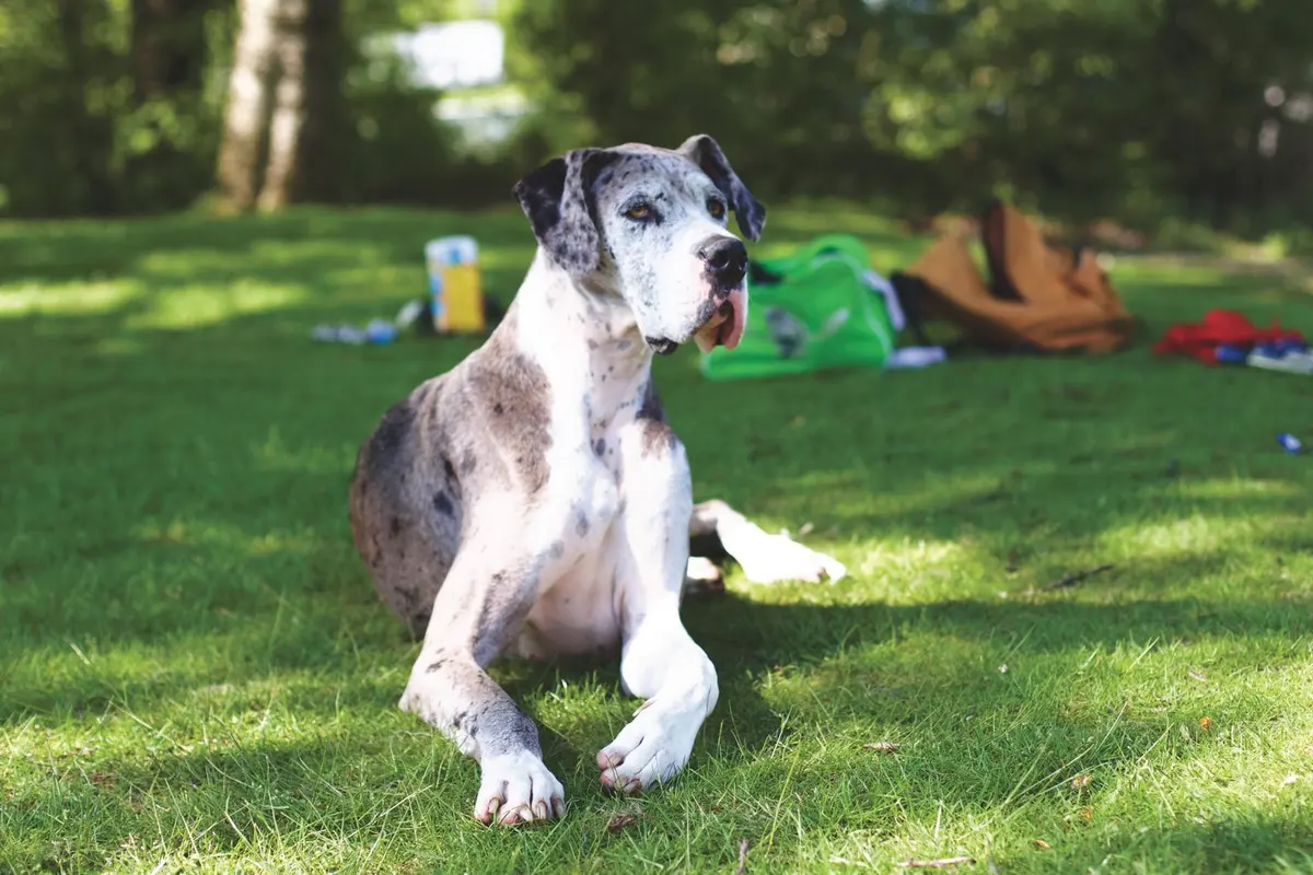 A Chihuahua standing next to a Great Dane