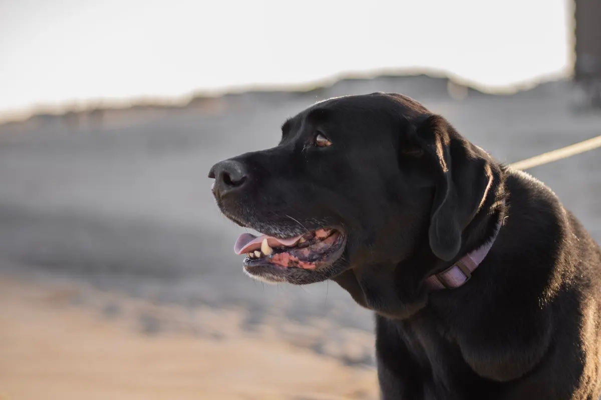 A mature Labrador walking calmly beside its owner on a beach
