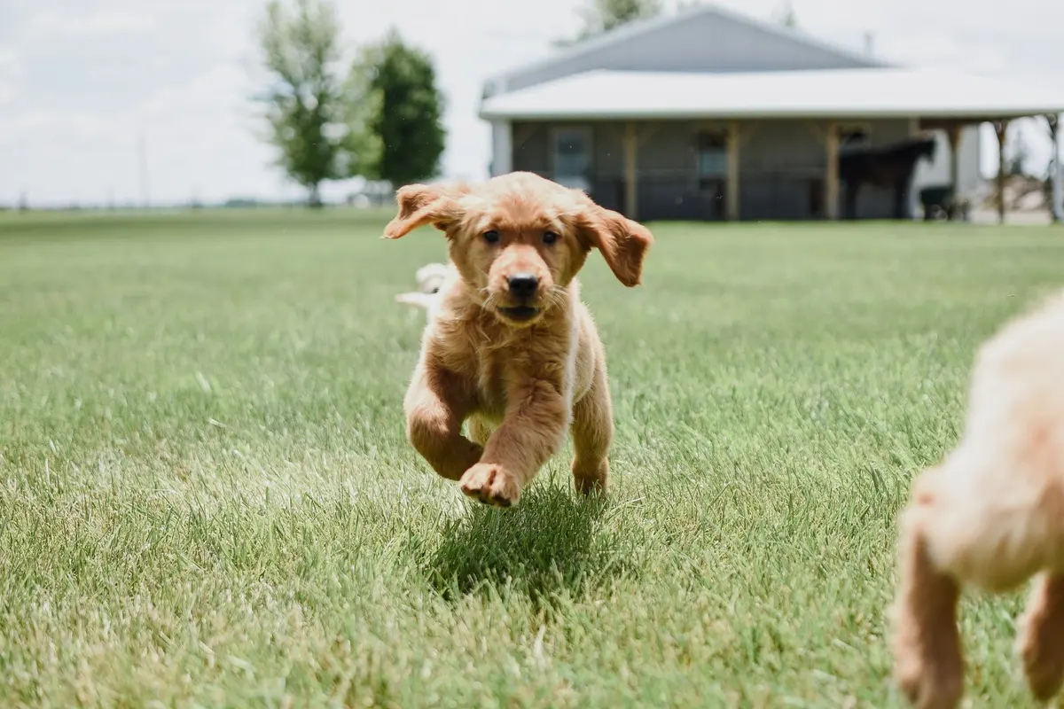 A golden retriever puppy running through grass