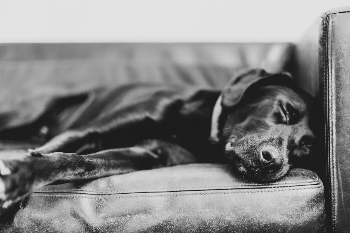 A senior dog napping on a sofa
