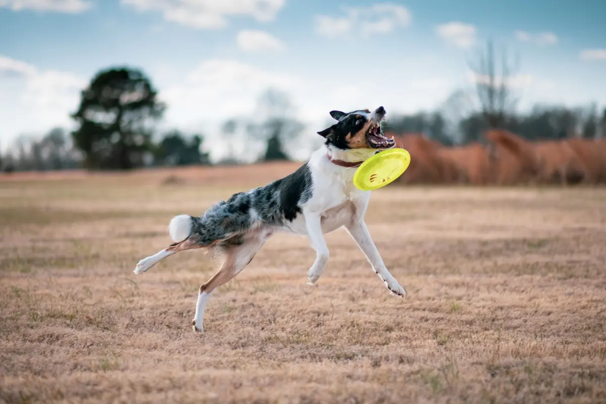 A young adult dog leaping to catch a frisbee