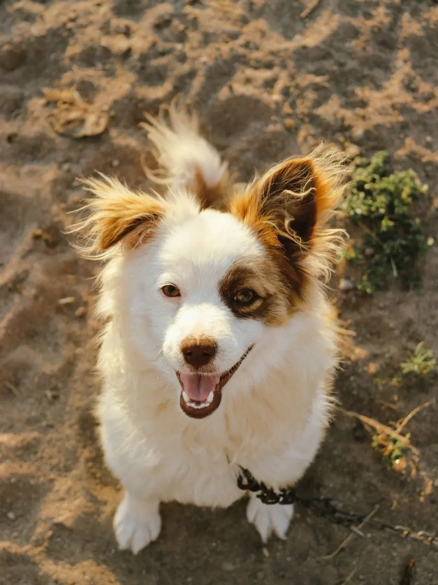 A happy dog looking up at the camera