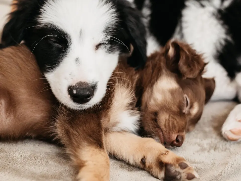 A senior dog and a puppy sitting together